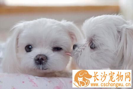 狗狗肠炎吃什么食物 先确定病因后治疗