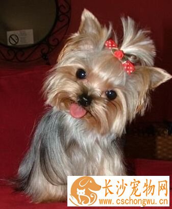 狗狗关节炎吃什么药 关节炎随年龄增加而更严重