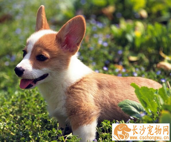 狗狗肠胃炎吃什么 分析严重程度选治疗方案