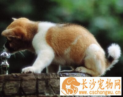狗狗肠胃炎吃什么药 重视肠胃炎护理