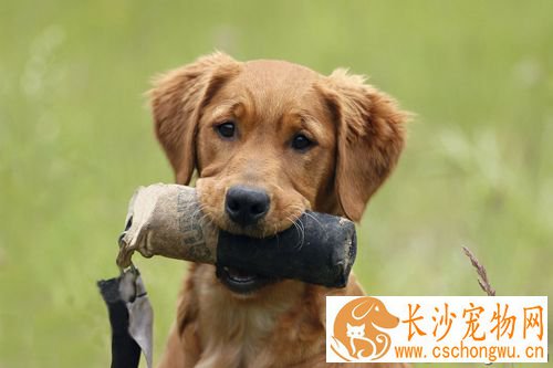 狗狗能吃什么消炎药  事先一定要咨询兽医