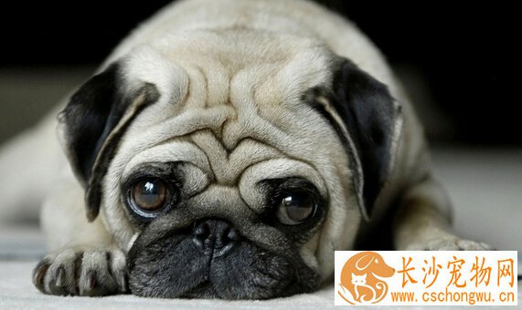 狗身上有弓形虫的症状 症状类似犬瘟热、犬传染性肝炎