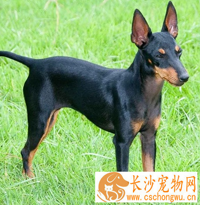 曼彻斯特梗的养护常识 易患疾病的预防