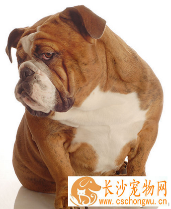 狗狗喘气急促 了解引起疾病的病因
