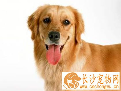 狗狗咳嗽怎么办 诊断确切病因后治疗
