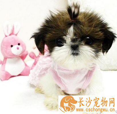  西施犬常见疾病 5种常见疾病及治疗