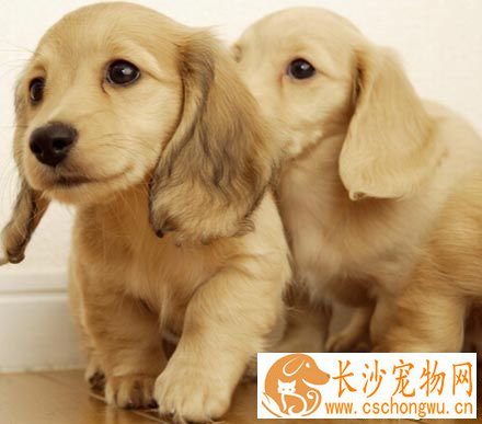 狗身上有蜱虫怎么办 需要进行家庭的消毒
