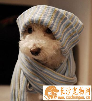 狗身上有皮癣 狗狗生活环境需要消毒