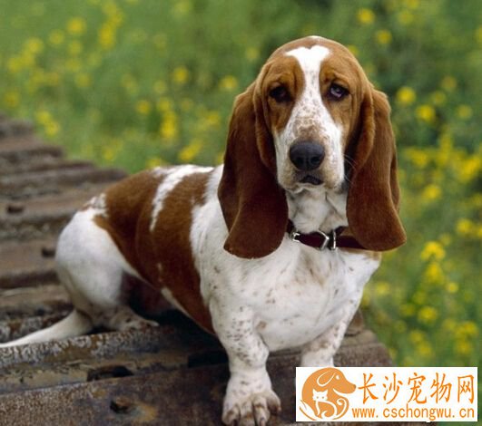 狗狗不能吃什么水果 水果连皮带籽吃易中毒