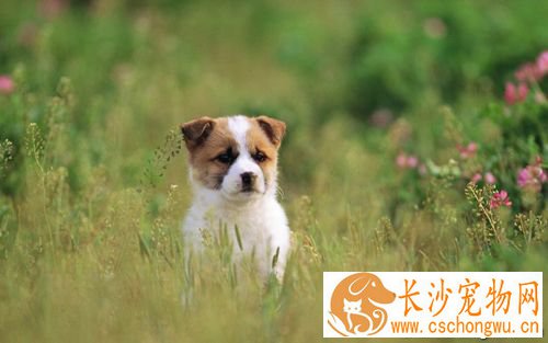 养狗家里有味道怎么办  通风和去除异味的消毒液