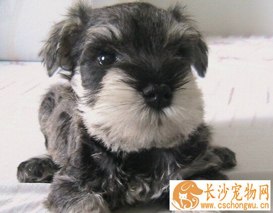 狗身上有癣用什么药 接触过的衣物也要消毒
