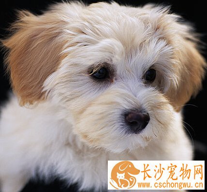  狗狗身上有跳蚤 彻底消毒犬舍及狗的生活环境