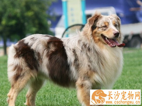 澳洲牧羊犬的日常护理 注意避免食物中毒