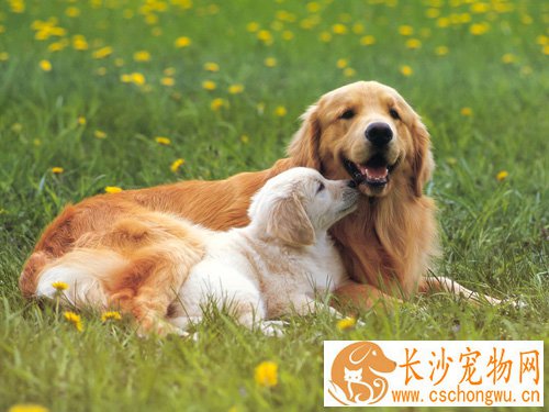 狗身上有螨虫的症状   家庭环境要消毒
