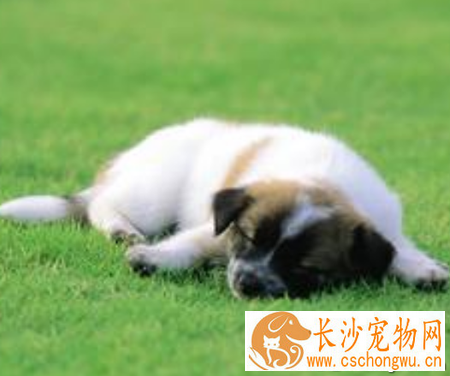 狗狗驱虫后拉稀带血 严重的情况需要就医
