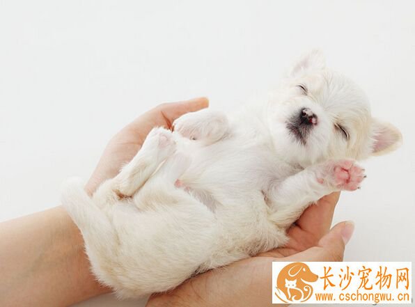 狗狗拉稀吃什么 抵抗力下降容易感染传染病