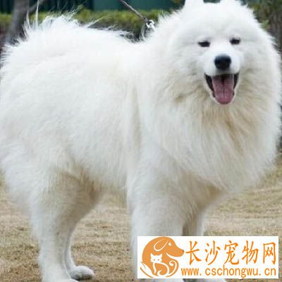 萨摩耶幼犬拉稀 幼犬的肠胃功能比较差