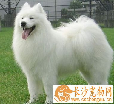 萨摩耶拉稀怎么办 需要细心地去照料