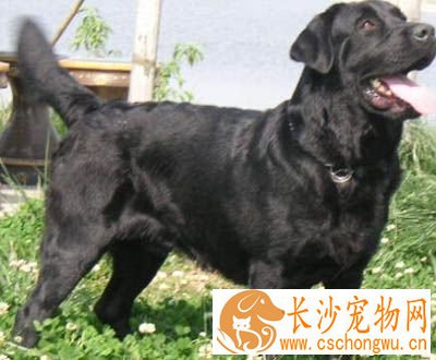 拉布拉多幼犬拉稀 注意食物的干净
