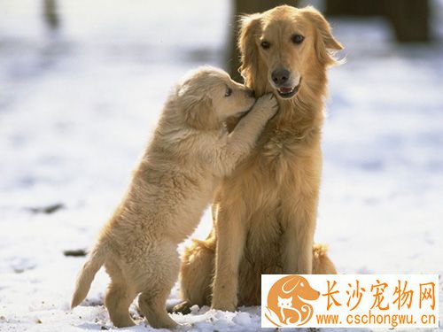 狗狗拉稀吃什么食物  蛋黄苹果和胡萝卜
