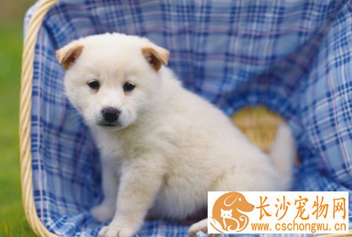狗狗拉稀吃什么药   最好少用药用食补