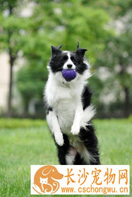 边境牧羊犬拉稀 狗狗养护的一些常识