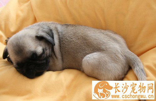 狗狗驱虫后拉稀 超过24小时送医院