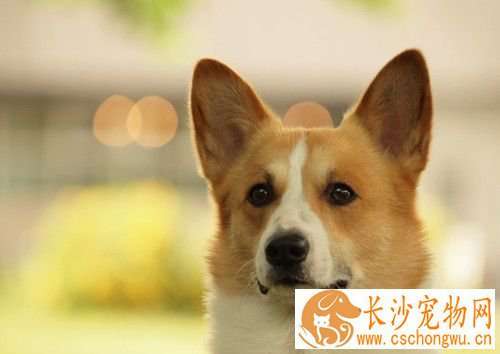 狗狗吃药后呕吐 狗狗长期服药需要注意事项
