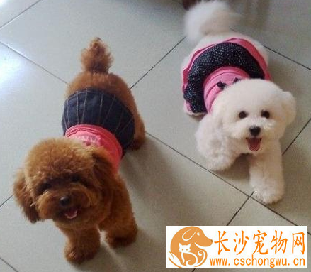 狗吐白沫抽搐怎么办 狗呕吐的情况多种多样