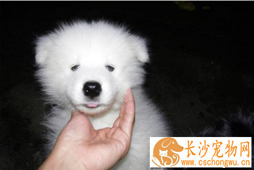 狗瘟早期 狗瘟早期主要有咳嗽呕吐症状