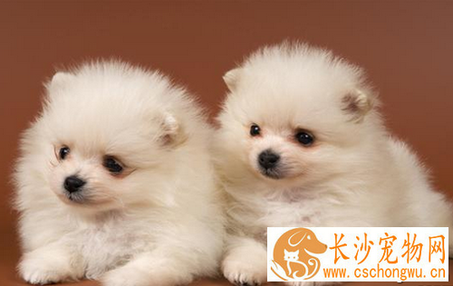 犬瘟热初期症状  狗狗会有抽搐呕吐症状
