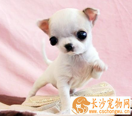 吉娃娃呕吐怎么办 及时发现及时治疗