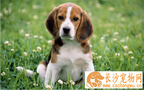 犬瘟热症状 抽搐呕吐咳嗽都是它的症状