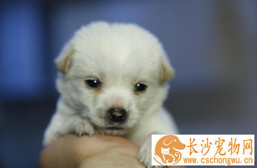 犬蛔虫病症状  呕吐流鼻涕偶尔会有惊厥
