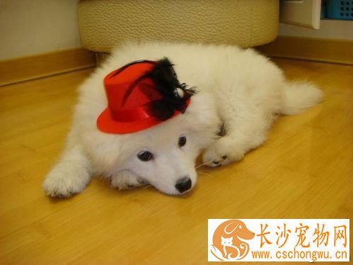 狗狗急性呕吐怎么办 急性呕吐的主要症状有哪些