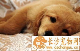狗狗呕吐怎么办 需要注意哪些症状