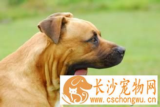 狗狗慢性呕吐怎么办 其主要发病的原因