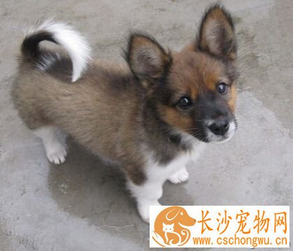 小狗可以喂牛奶吗 长期喝奶会导致腹泻呕吐