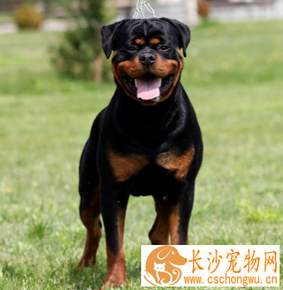 狗狗不吃东西还呕吐 易患慢性或急性呕吐