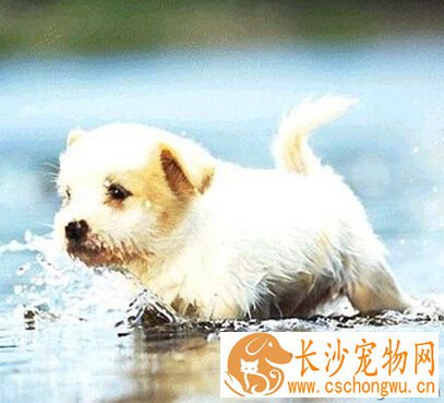 狗狗吃什么调理肠胃 可能出现呕吐腹泻