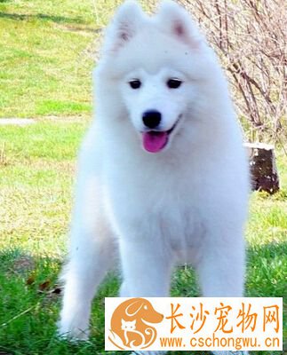 萨摩耶呕吐怎么办 制止它乱吃东西