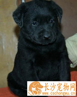 拉布拉多呕吐 饮食要保质保量
