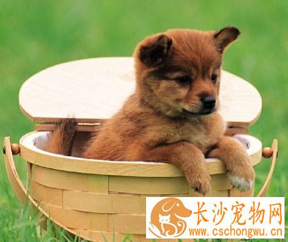 狗狗呕吐吃什么 尽量少喂零食给狗狗