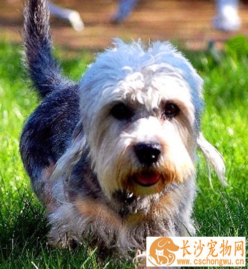 矮脚狄文梗的日常护理   腹泻呕吐不能小瞧