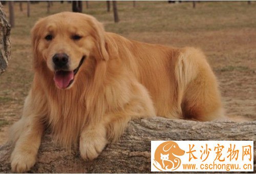 金毛狗能吃避孕药吗 会出现呕吐、抽搐等症状