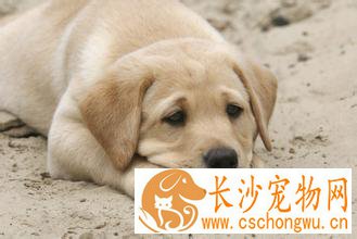 狗牙齿看年龄 狗狗牙结石与牙周病注意事项
