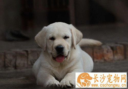 狗狗过敏性皮肤病 狗过敏性皮肤炎临床症状