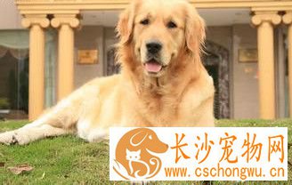狗跳蚤会传染人吗 狗跳蚤可能带来的疾病