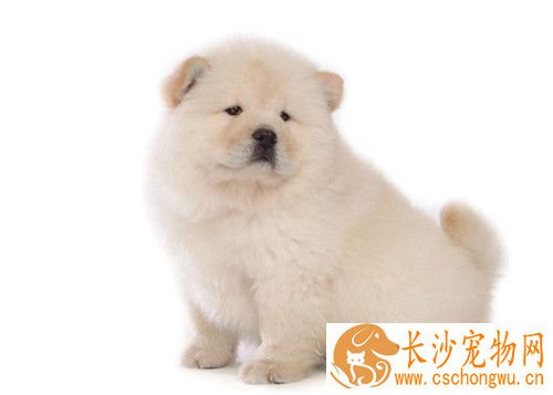 狗狗咳嗽吃什么药 狗咳嗽的原因及可能疾病