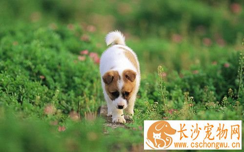 狗狗肿瘤症状 狗狗常见的肿瘤疾病的主要症状